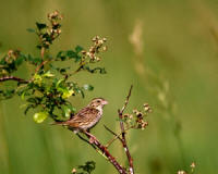 Henslow's Sparrow - photo by Jim Durbin